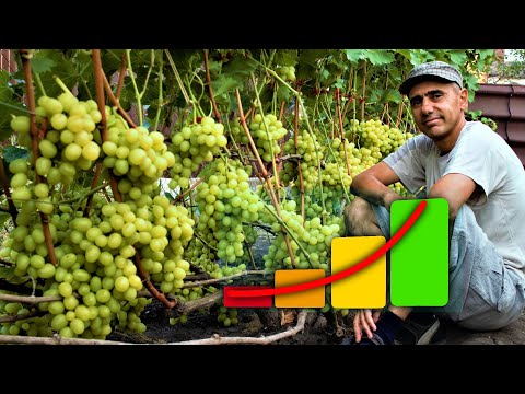 Как повысить урожайность винограда
