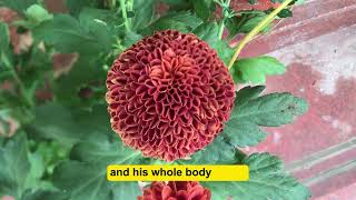 Dense Flower Clusters Blooming Vibrantly News