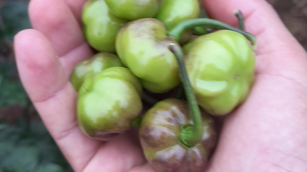 ​O SEGREDO DA PIMENTA: Colheita farta mesmo com muita chuva?