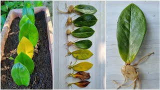 Growing Zzplant in water||Zzplant growing in water