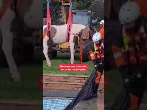 Horse rescued from swimming pool by fire service in Leicestershire