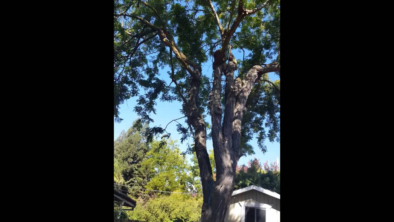 H G TREE SERVICE.PRUNING AND TRIMMING CA.LIC 1016521