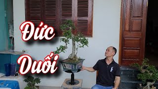 SH.6102. Bất ngờ gặp người đam mê Duối bonsai đến vậy anh Đức Duối ở Song Phương.Đth 0979.633.998.