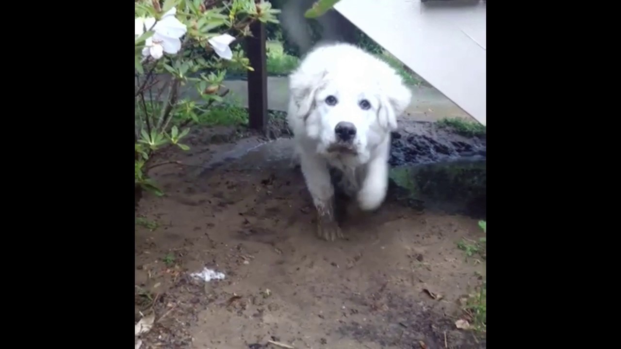 angry great pyrenees