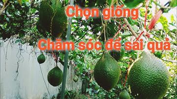 Giàn gấc sai quả, nặng 2-3kg. Hướng dẫn cách trồng và chăm sóc để cây nhiều hoa,  nhiều quả.