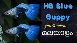 HB blue Guppy | review |malayalam