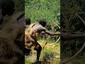 Traditional Hunting with Bows and Arrows#HuntingShorts #ViralShorts #Survival #Adventure#OutdoorLife