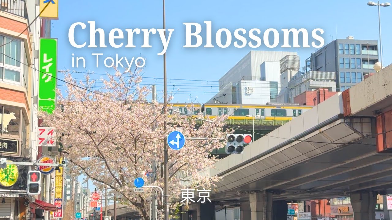 2 weeks of Cherry Blossoms in Tokyo Japan 🌸 full bloom, night illumination + hanami