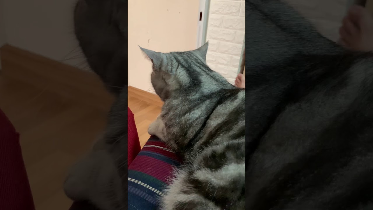 Cat bad mood 