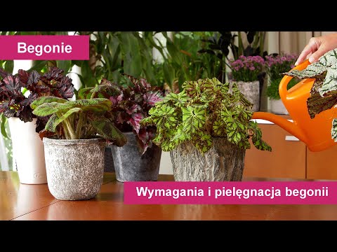 Wideo: Liście Begonii Wysychają: Dlaczego Kwiaty W Pomieszczeniach Wysychają I Co Robić? Dlaczego Begonia Więdnie Zimą I Jak Ratować Pień?