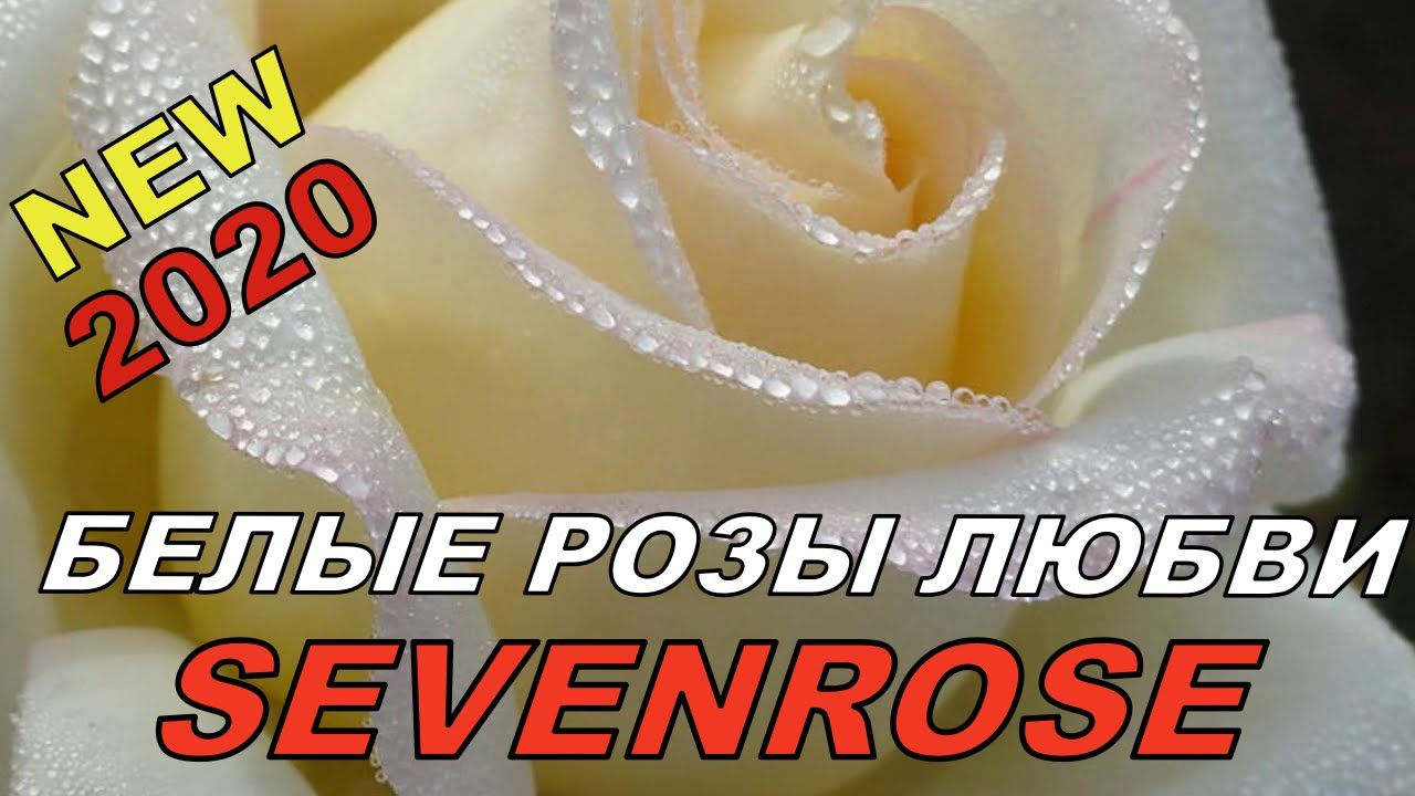 Белые розы любви песня. Любовь и белые розы. Sevenrose белые розы любви. Белые розы любви sevenrose премьера 2020. Белые розы для любимой.