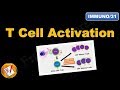 T cell Activation and differentiation (FL-Immuno/31)