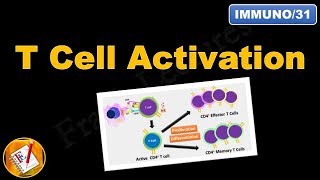 T cell Activation and differentiation (FL-Immuno\/31)