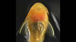 See Bristlenose Plecos Climb Up A Waterfall