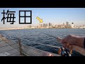 こんな都会で超高級魚！？  仕事終わりの2時間で釣れる美味しすぎる魚とは...