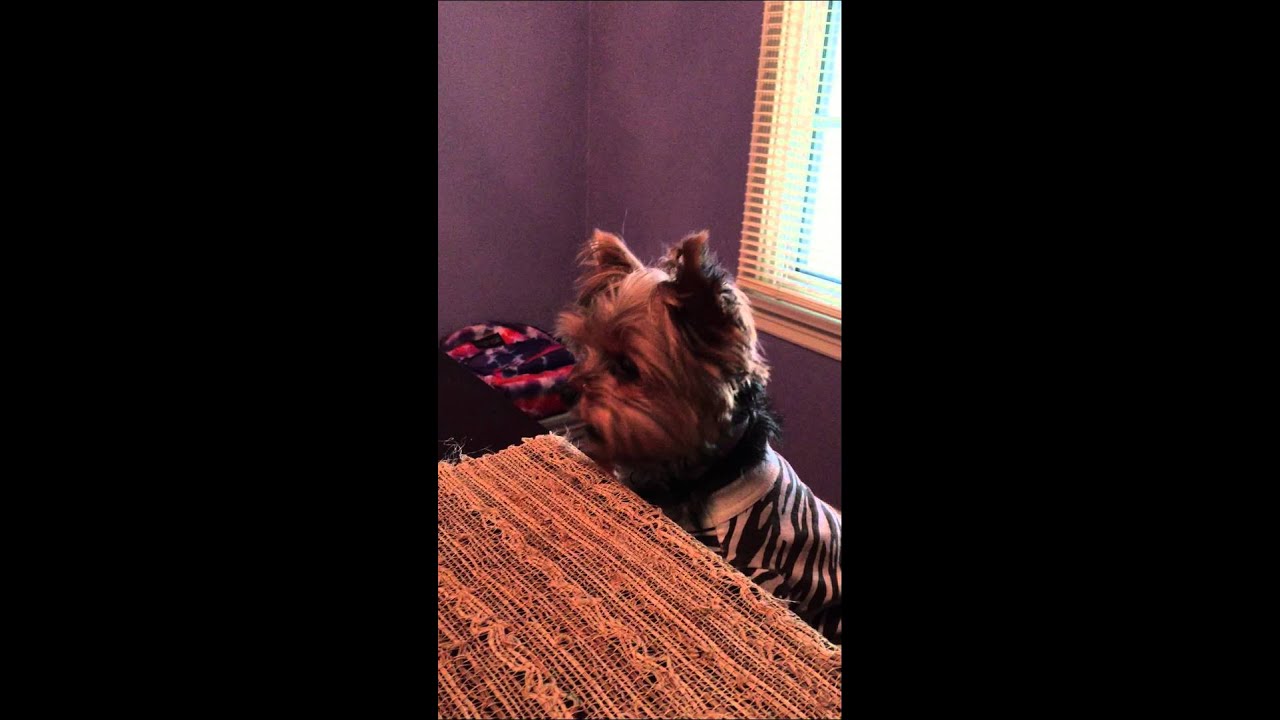 Bunny (Teacup Yorkie) eating one of her favorite food chicken #18 - YouTube
