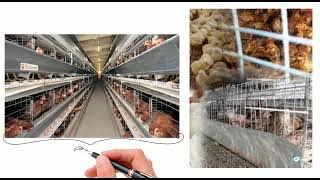 Sistem Penternakan Poltri - Pengenalan