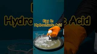 Egg and Hydrochloric Acid Reaction #youtubeshorts#experiment#science