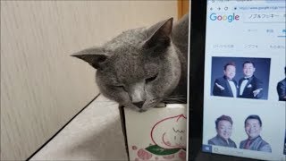 エッチな画像検索してるのに灰色猫がのぞいてきて集中できない