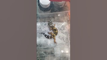 Leopard Gecko Wagging Tail
