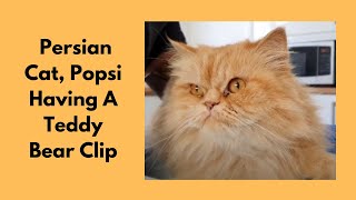 Teddy Bear Clip On Persian Cat