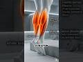 Why Your Calves Won't Grow (Fix This)