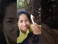 To remove mushrooms(ទៅដកផ្សិត)