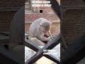 bezubaan kiSeva bejuban ki awaaz monkey animal prayagraj