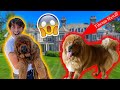 A Day in the Life of The Most expensive dogs in the WORLD... (150LB PUPPIES) ** SHOCKING** | DONLAD
