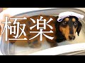 愛犬をお風呂に入れたら極楽気分で気持ち良さそうだった【ダックスフンド】