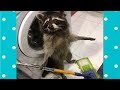 Best Cute Raccoon Video Compilation|| Funny Baby And Pet
