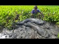 Best Asian Hand Fishing Video -Traditional Catching Lots Of Catfish By hand Today Amazing Fish Video