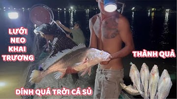 Khai Trương Lưới Neo Cá Sủ Lên Ầm Ầm Luôn #ngườiđồngtháp #fish