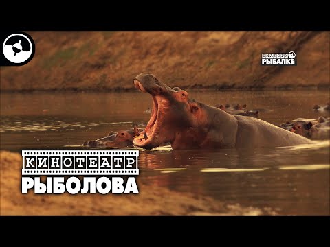 Африка. Крокодилы, бегемоты | Минута тишины