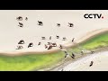 沙画风景上新！无人机拍下骆驼沙漠玩水珍贵画面 | CCTV