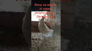 Какой вес имеет ЯЙЦО от Леггорн В33 карликовый