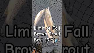 Limited out on Post-Spawn Brown Trout