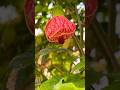 Beautiful flowers ||Top flowers video #trend #flowers #nature #reel #shorts #shortsfeed #trending
