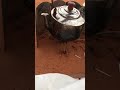 مطر وخير حزة عصير مطر وخير حزة عصير