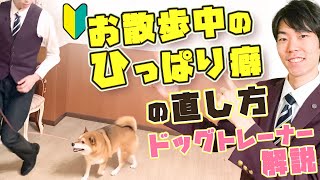 【なんで引っ張るの？！】散歩中の引っ張り癖のしつけ方【解説】