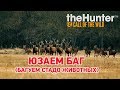 the Hunter call of the wild # Юзаем баг (багуем стадо животных)