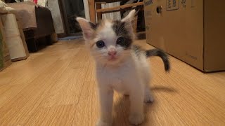 廃墟に居た保護猫ですがもう色々覚えました