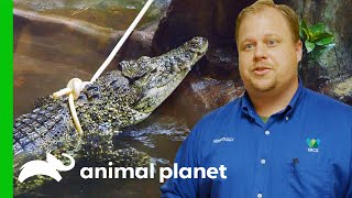 Strong Crocodile Makes Caretaker's Life Difficult | The Zoo