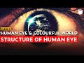 Structure of Human Eye | Chapter 11 | Class 10 | PuStack