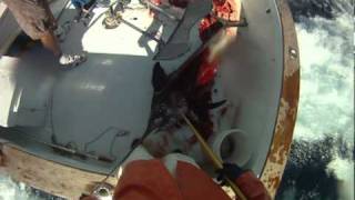 Pair of 150 lb Florida Keys Daytime Swordfish on the BNM 12-11-10