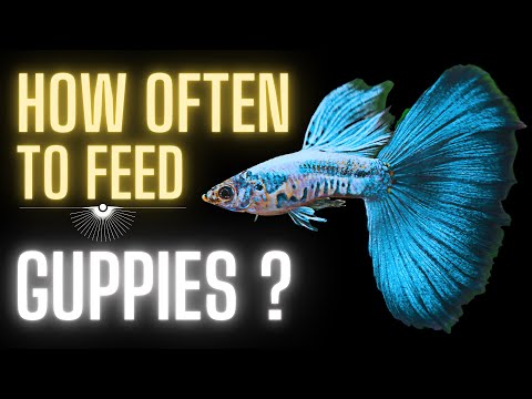 Video: Hur ofta mata guppies?