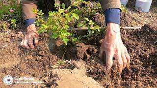 Download Lagu Rozen planten - Lens Roses MP3