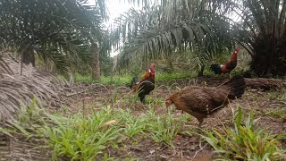 pikat ayam hutan !!! Kao dalam pertempuran