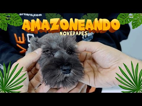 PEGAMENTO CORRECTOR para