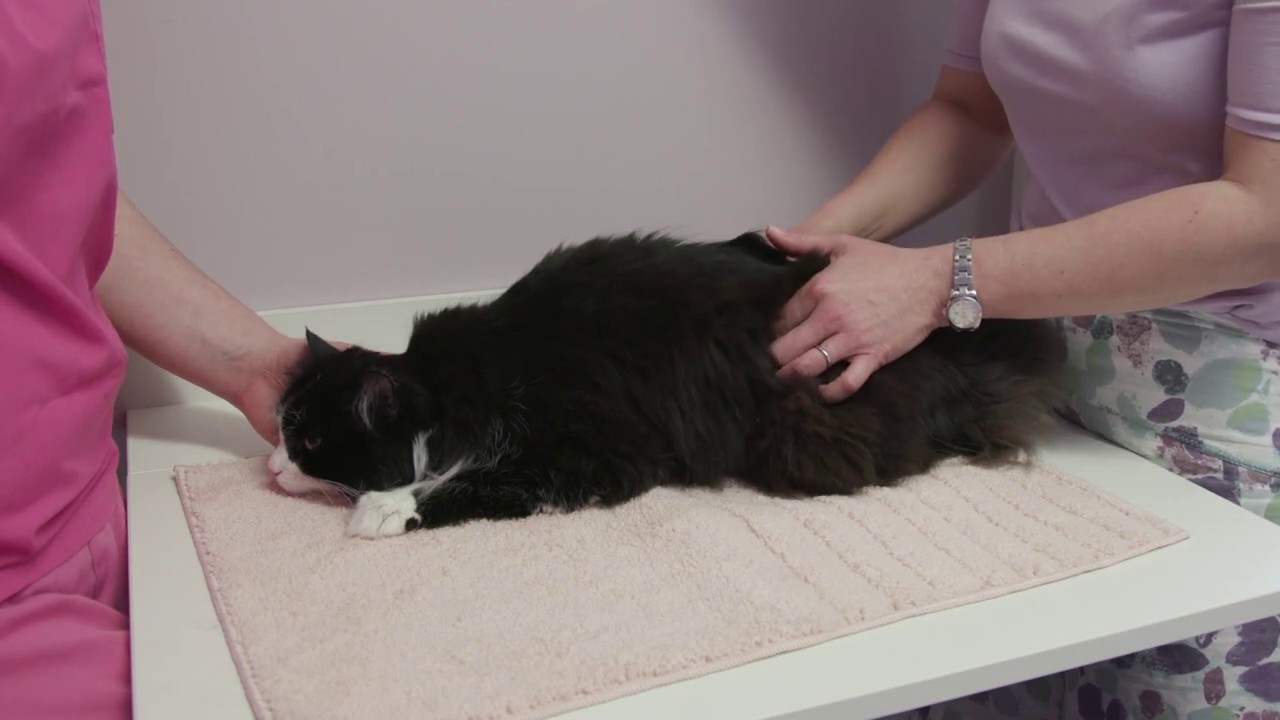 Cat Assessee How to assess a cat's body condition - YouTube